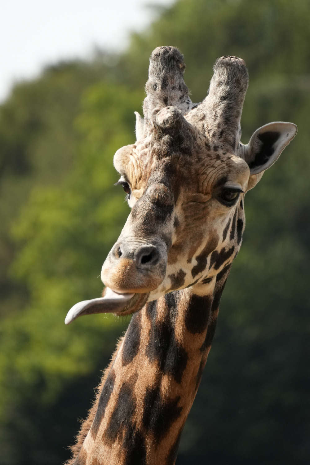 Giraffe